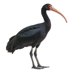 Obraz premium Black ibis bird profile view long neck long beak dark feathers legs talons