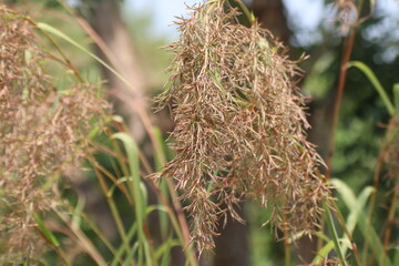 citronella grass flower or Lemongrass flower