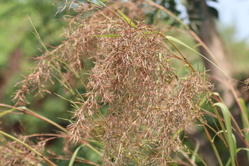 citronella grass flower or Lemongrass flower