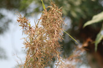 citronella grass flower or Lemongrass flower