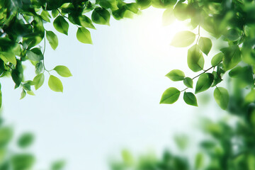 新緑と木漏れ日の爽やかな背景