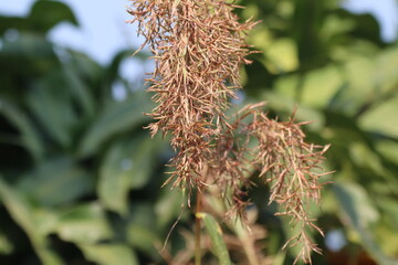 citronella grass flower or Lemongrass flower