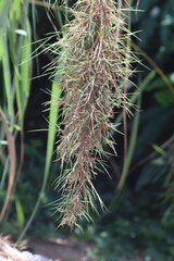 citronella grass flower or Lemongrass flower