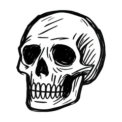 Fototapeta premium PNG Hand-drawn skull illustration