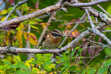 The Rose-breasted Grosbeak (Pheucticus ludovicianus). The one of a series of photos the Rose-breasted grosbeak (Pheucticus ludovicianus)