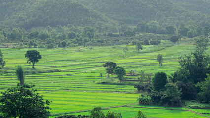 Beautiful landscape of green rice fields, huts, trees, mountains in the countryside of Chiang Rai Province, Northern Thailand.