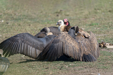 Vultures are peacefully resting on the ground after feeding on a carcass.