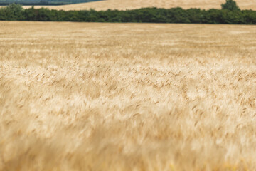 Golden Wheat Field, Agricultural Landscape