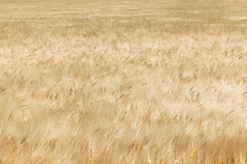 Golden Wheat Field, Agricultural Landscape