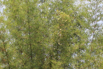 Bamboo tree