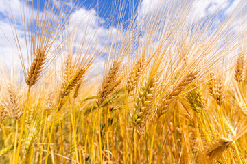 Golden Barley Field, Blue Sky
