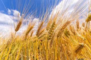 Golden Barley Field, Blue Sky