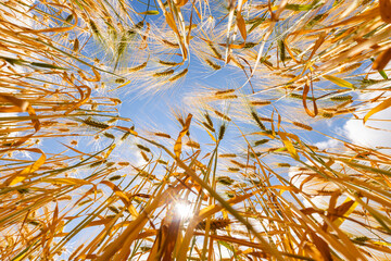 Golden Wheat Field, Low Angle View