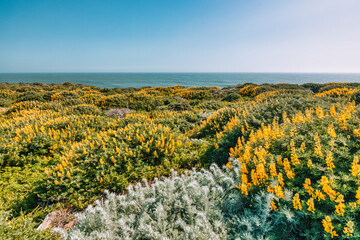Blooming yellow lupines cover the coastal hills overlooking the Pacific Ocean in California. A vibrant springtime landscape showcasing wildflowers, native plants, and natural coastal beauty