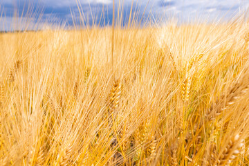 Golden Grain Spikes, Close-up Field