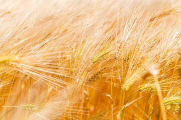 Golden Grain Spikes, Close-up Field