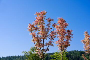 Public park named Ueberlandpark at opening day at Swiss city of Zürich on a sunny spring morning....
