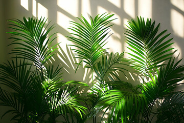 Fototapeta premium Lush Indoor Palm Plants Basking in Sunlight Through Window