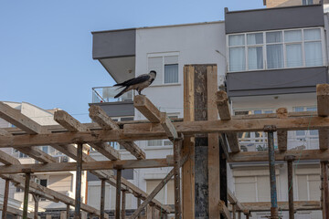 Reinforcement of reinforced concrete columns. The formwork of the columns. Construction technology. A crow stands on scaffolding at a construction site.