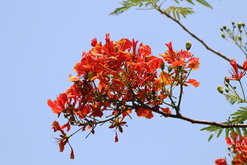 Caesalpinia pulcherrima flower