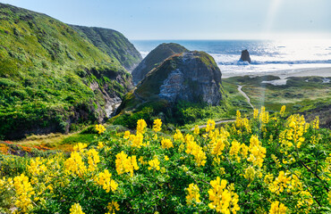 Colorful coastal vegetation and a trail leading to Davenport Beach in California. A dramatic canyon...