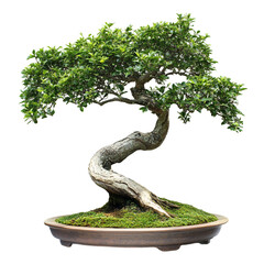 Lush green bonsai tree in a brown pot on a black background  A miniature landscape of nature