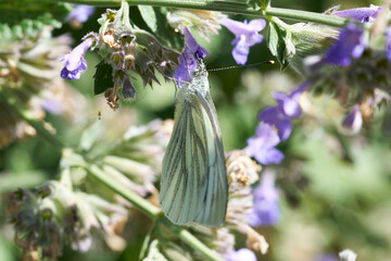 Kleiner Kohlweißling auf einer Katzenminze