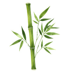 Fototapeta premium Watercolor Bamboo Illustration – Hand-Painted Green Plant with Oriental Design Elements, Isolated on White or Transparent Background