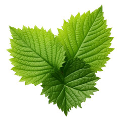Mulberry leaf isolated on transparent background.