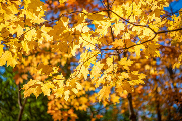 Seasonal leaves on tree. Natural autumn leaves. Autumn beauty of nature. Fall season nature. Fall leaves of tree. Crisp air. Autumn tree. Nature in fall season. Autumnal sunny day