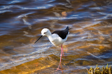 Black-winged Stilt Wading Through Golden Rippled Water