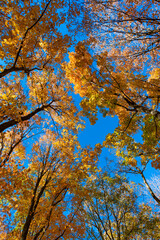 Autumn nature forest. Orange and yellow fall leaves. Fall season colors. Nature in autumn. Fall weather outdoor. Leaves in autumn nature forest. Fallen leaves. Quiet woods