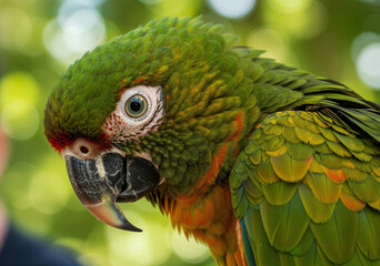 Fototapeta premium Close-up of a Hahn's macaw parrot with green plumage, orange accents, and a large, alert eye