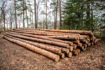 Pine tree log. Softwood lumber. Deforestation and logging. Stack of cut wood. Wood log, timber...