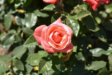 Rose épanouie au jardin