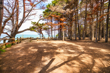 Shaded forest path in J V Fitzgerald Marine Reserve, California. Sunlight filters through the...