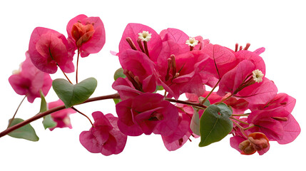 Fototapeta premium Bougainvillea Blossoms: A vibrant cluster of bougainvillea flowers bursts forth with a captivating display of vivid pink hues, set against the crisp backdrop of a bright day.