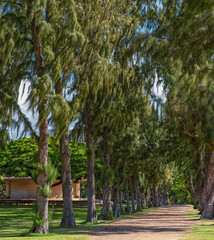 Tall Pine Trees with a Dirt Path in a Rural Setting.
