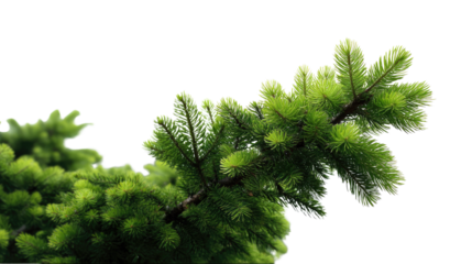 Evergreen Branch's Fresh Growth: A close-up shot of a vibrant evergreen branch showcases the lush green needles, conveying a sense of freshness and the resilient beauty of nature's design. 