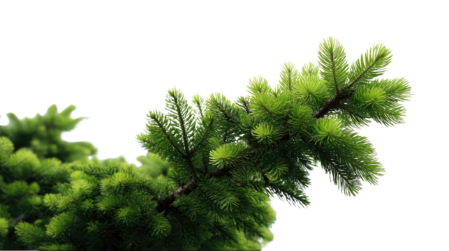 Evergreen Branch's Fresh Growth: A close-up shot of a vibrant evergreen branch showcases the lush green needles, conveying a sense of freshness and the resilient beauty of nature's design. 