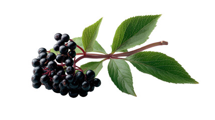 Elderberry Branch with Berries: A photorealistic rendering showcases a lush branch of elderberries, bursting with ripe, juicy berries and vibrant green leaves.