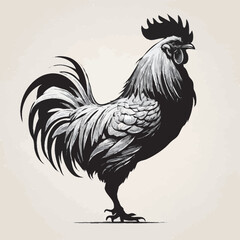 rooster on a white background