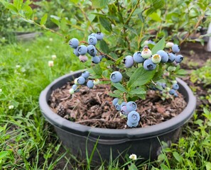  blueberries on a bush