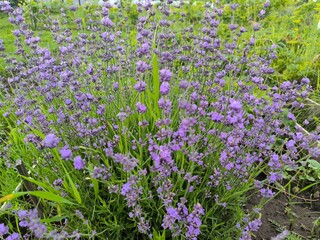 field of lavender