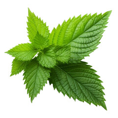 Nettle leaf isolated on transparent background.