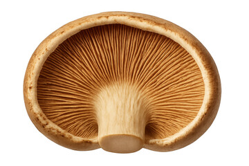 Close-up revealing textured oyster mushroom gills, delicate white cap curving against transparent backdrop