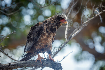 Bateleur Eagle juvenile standing on a branch in Greater Kruger national park, South Africa ; Specie...