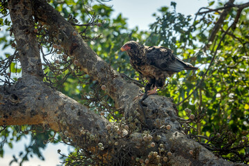 Bateleur Eagle juvenile eating a prey in Greater Kruger national park, South Africa ; Specie Terathopius ecaudatus family of Accipitridae