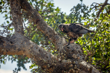 Bateleur Eagle juvenile eating a prey in Greater Kruger national park, South Africa ; Specie...