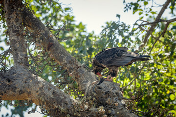 Bateleur Eagle juvenile eating a prey in Greater Kruger national park, South Africa ; Specie...